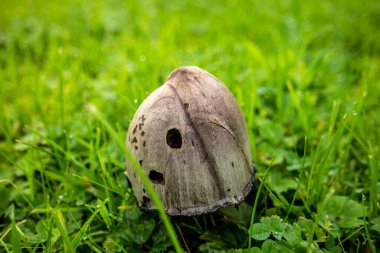 Mürekkep mantarı, Coprinus koması, İrlanda 'da çimlerde yetişiyor.