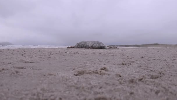İrlanda Donegal sahilinde ölü fok. — Stok video