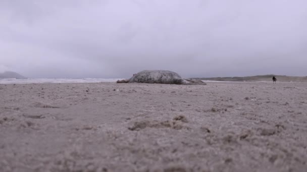 Mrtvý tuleň na pobřeží Donegalu v Irsku — Stock video