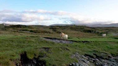 Donegal ilçesindeki Rossbeg limanındaki güzel Atlantik kıyısı - İrlanda