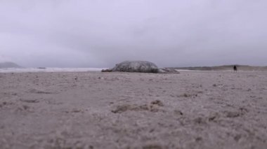 İrlanda Donegal sahilinde ölü fok.
