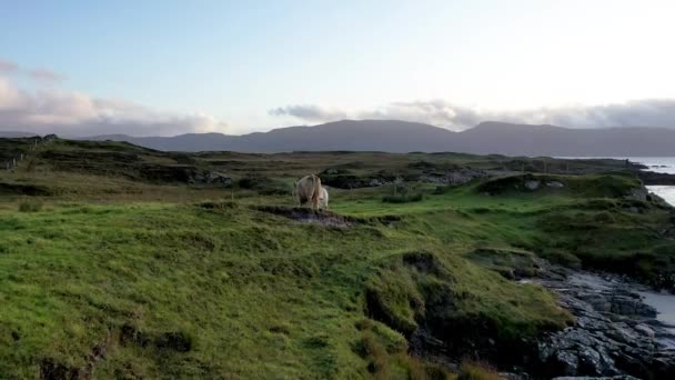 Piękne wybrzeże Atlantyku w porcie Rossbeg w hrabstwie Donegal - Irlandia — Wideo stockowe