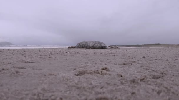 İrlanda 'nın Donegal sahilinde ölü fok. Deniz köpüğü geliyor. — Stok video