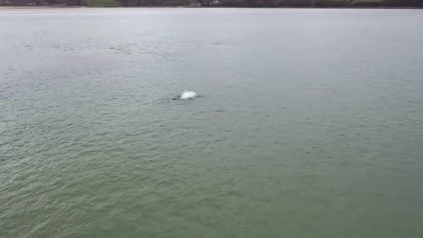 Seal swimming and diving in Gweebarra bay - Contea di Donegal, Irlanda — Video Stock