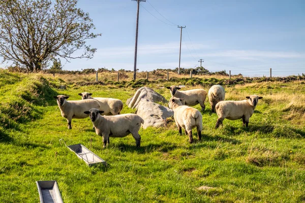 Rebaño de ovejas esperando comida de su dueño — Foto de Stock
