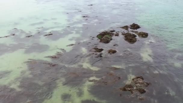 Seal swimming and diving in Gweebarra bay - County Donegal, Irlanda — Vídeo de Stock