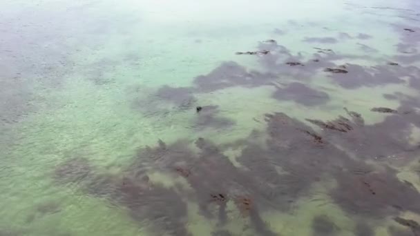 Плавання тюленів і дайвінг у бухті Ґвібарра (графство Донегал, Ірландія). — стокове відео