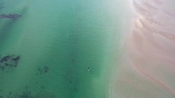 Sello de natación y buceo en la bahía de Gweebarra - Condado de Donegal, Irlanda — Vídeo de stock