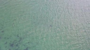 Gweebarra Körfezi 'nde fok balığı yüzme ve dalışı - County Donegal, İrlanda