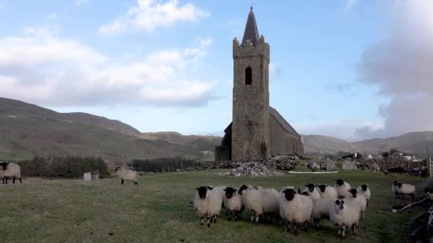 Овцы в церкви Св. Колумбаса в Ирландии в Glencolumbkille - Республика Ирландия — стоковое видео