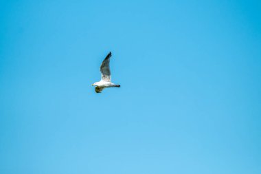 İrlanda 'da gökyüzünde uçan tek bir martı.