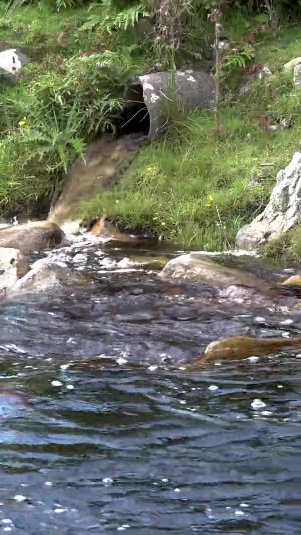 파이프에서 강으로 흘러나오는 더러운 오수 — 비디오