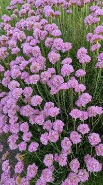 İrlanda 'da vahşi Atlantik yolunda büyüyen deniz pembesi