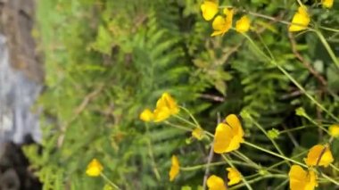 Ranunculus akrisi ya da rüzgarda büyüyen düğün çiçekleri