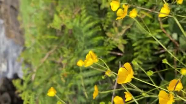 Ranunculus acris или лютики растут на ветру — стоковое видео