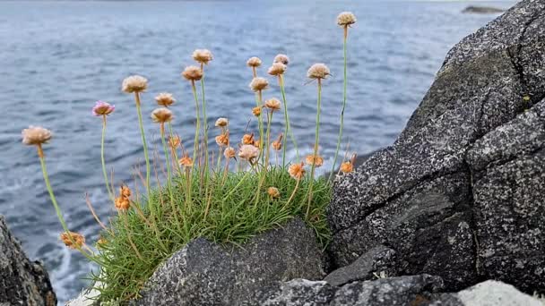 Vyschlá a vybledlá mořská růžová, rostoucí na divoké atlantické cestě v Irsku — Stock video