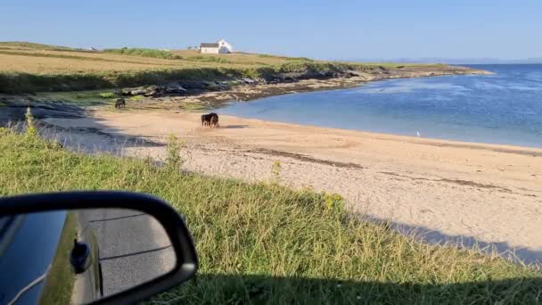 Donegal İlçesi St Johns Point plajındaki inek - İrlanda. — Stok video