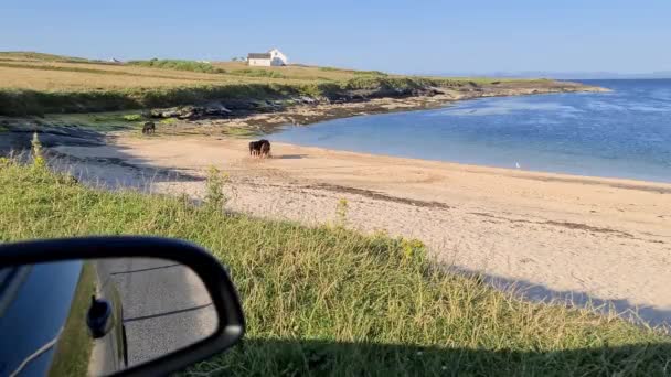 Krowy na plaży St Johns Point w hrabstwie DOnegal - Irlandia. — Wideo stockowe