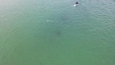 Gweebarra Körfezi 'nde fok balığı yüzme ve dalışı - County Donegal, İrlanda