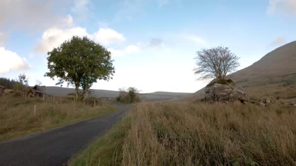 Árvore ao lado de estrada de via única crescendo através de uma pedra no Condado de Donegal - Irlanda — Vídeo de Stock