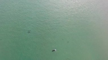 Gweebarra Körfezi 'nde fok balığı yüzme ve dalışı - County Donegal, İrlanda