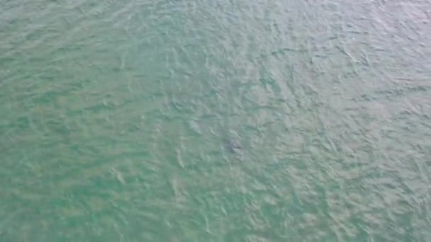 Seal swimming and diving in Gweebarra bay - Contea di Donegal, Irlanda — Video Stock
