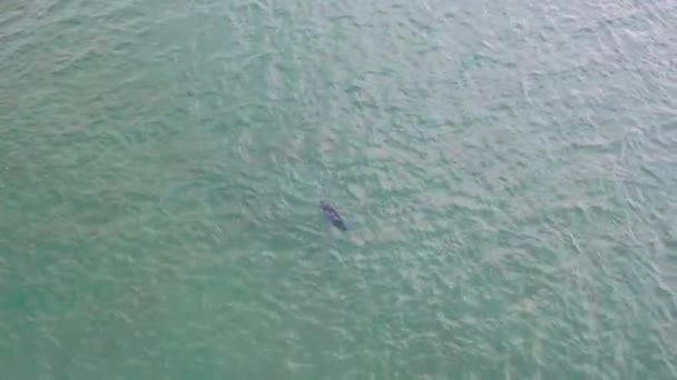 Seal berenang dan menyelam di teluk Gweebarra - County Donegal, Irlandia — Stok Video