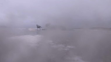 İrlanda 'nın Donegal kıyısındaki köpük bulutunun içinden görülen ölü fokları yiyen kargalar.