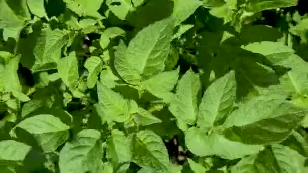 Крупный план выращивания картофеля в саду в Ирландии — стоковое видео