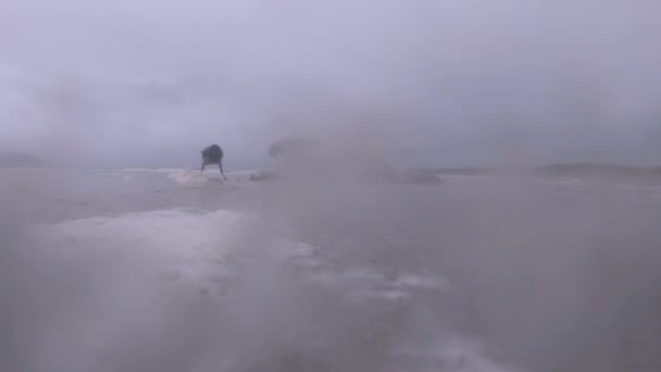 アイルランドのドニゴール海岸の泡雲を通して見られる死んだシールを食べるカラス — ストック動画