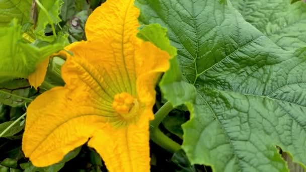 Female pumpkin flower growing in the garden — Stock Video