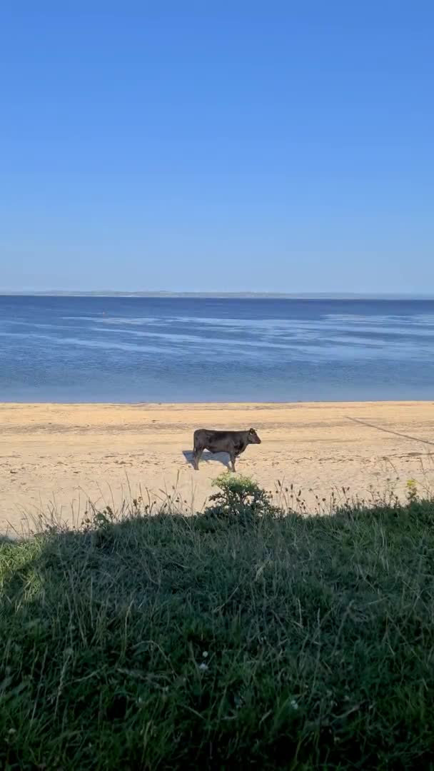 Mucca alla spiaggia di St Johns Point nella contea di DOnegal - Irlanda. — Video Stock