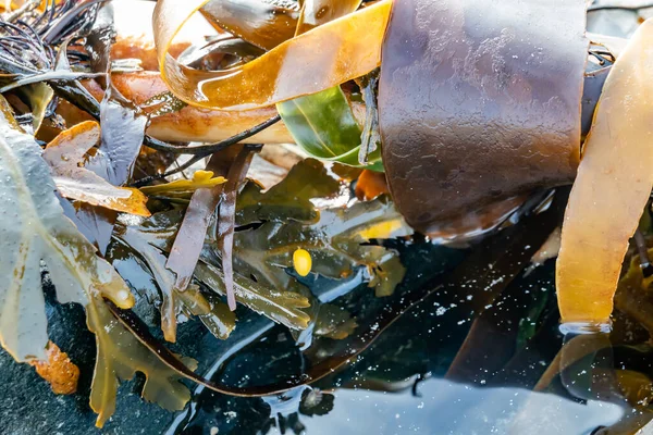 Блестящие мокрые морские водоросли на песке. Закрыть — стоковое фото