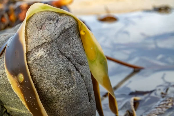 Блискучі вологі листя морських водоростей на піску. крупним планом — стокове фото