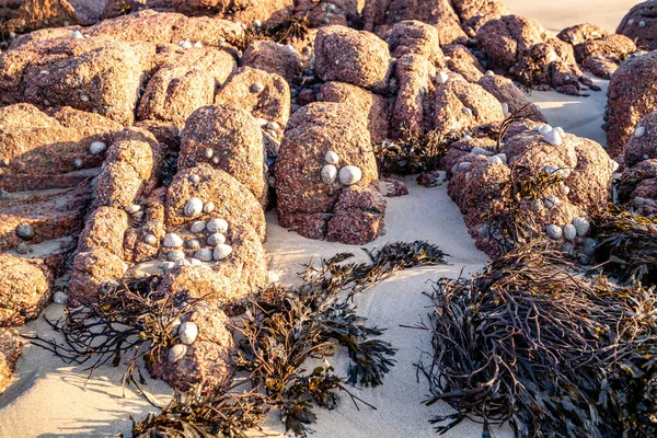 Cloughglass Körfezi 'ndeki güzel taşlar ve Burtonport, Donegal, İrlanda