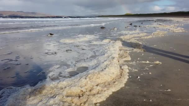 Schiuma di mare spessa sulla riva sabbiosa della contea di Donegal - Irlanda — Video Stock