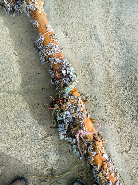 Goose barnacles, stalked barnacles, gooseneck barnacles on wooden post on beach in Ireland — Stock Photo, Image