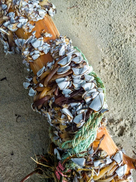 Goose barnacles, stalked barnacles, gooseneck barnacles on wooden post on beach in Ireland — Stock Photo, Image