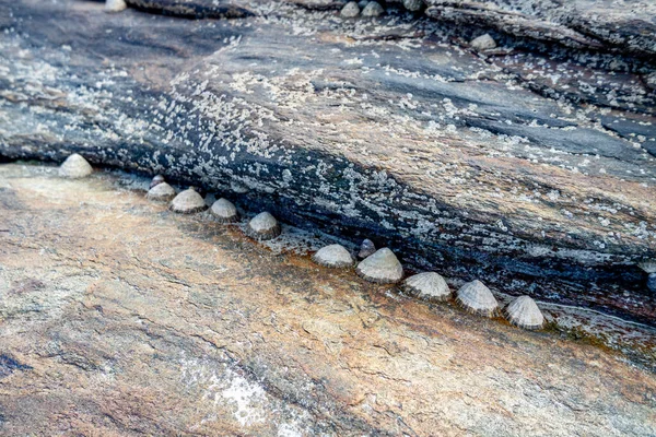 Group of common limpet snail shells clinging to stones at a beach in Ireland — Stock Photo, Image