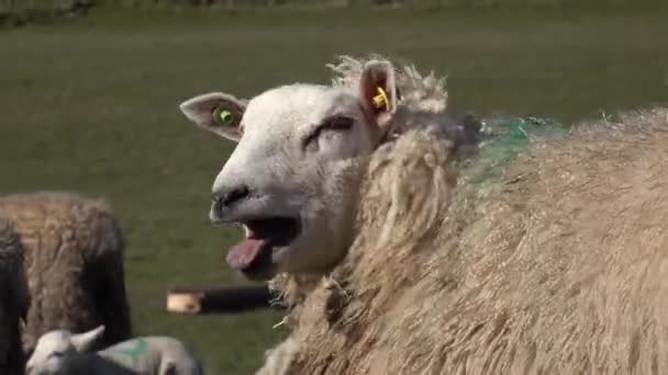 Овцы со своими новорожденными ягнятами во время сезона ягнят — стоковое видео
