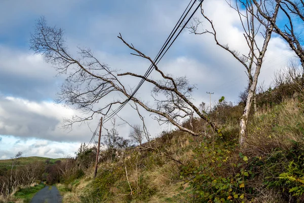 Strom po bouři spadl na elektrické a komunikační vedení — Stock fotografie