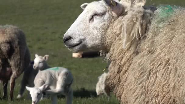 Koyunlar yeni doğmuş kuzularıyla kuzu sezonunda — Stok video