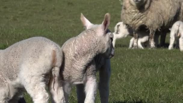Moutons avec leurs agneaux nouveau-nés pendant la saison d'agnelage — Video