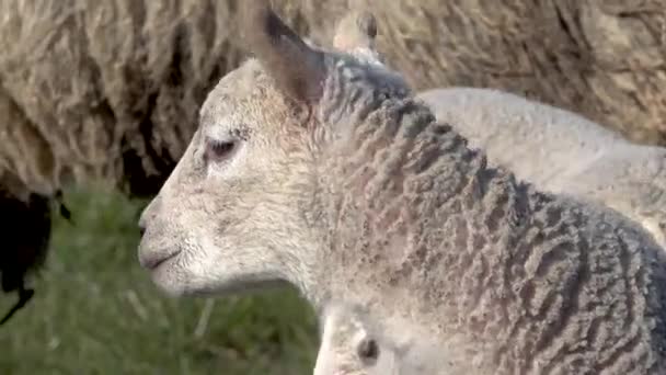 Ovelhas com seus cordeiros recém-nascidos durante a temporada de cordeiros — Vídeo de Stock