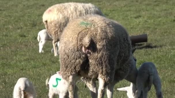 Ovelhas com seus cordeiros recém-nascidos durante a temporada de cordeiros — Vídeo de Stock