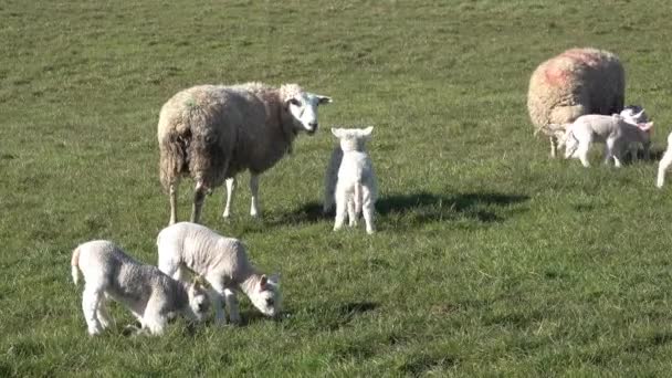 新しい子羊と羊のシーズン中に — ストック動画