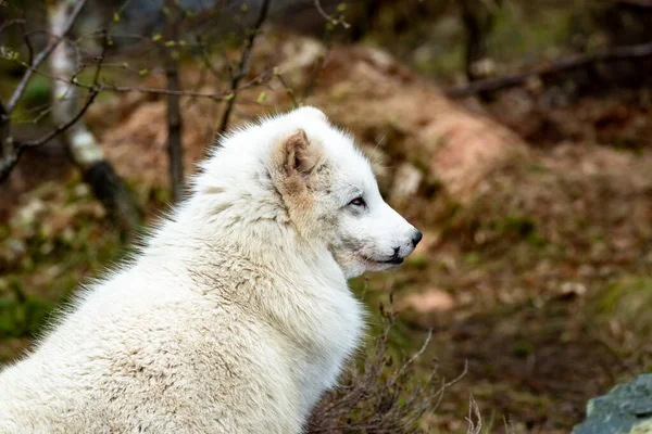 White arctic fox resting in the wilderness — Stock Photo, Image