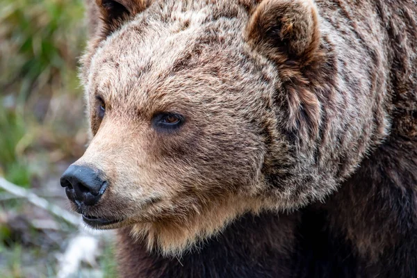 Cerca de oso marrón grande en el bosque de primavera — Foto de Stock