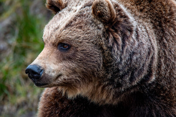 Close up big brown bear in spring forest.