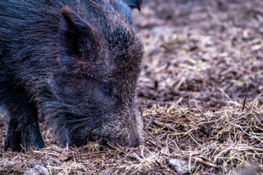 Ormanda aç yaban domuzu otluyor.